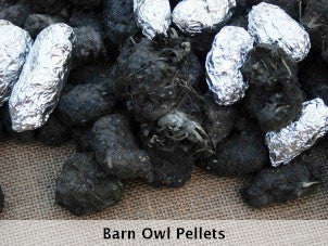 Owl Pellets