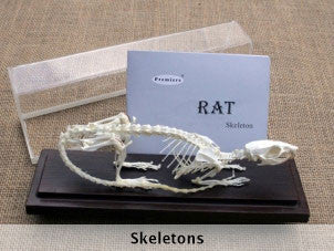 Skeletons