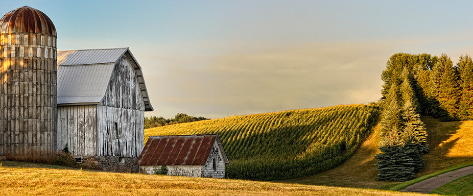 Barn next to corn field