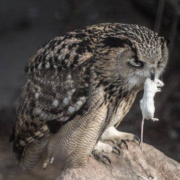 Owl after a hunt perched on a rock with a white mouse in its beak