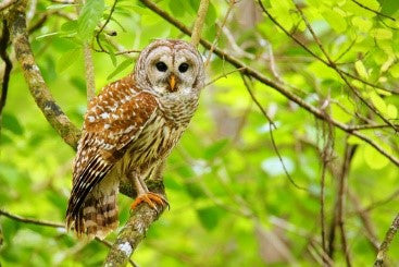owl in a forest on a tree branch