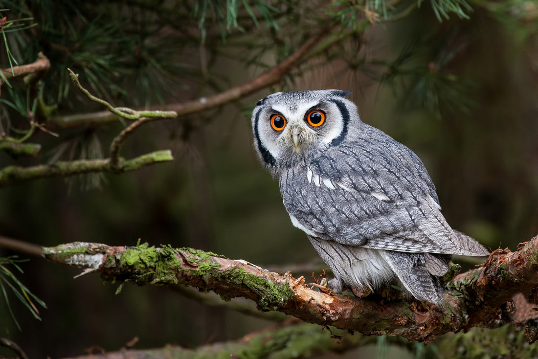 grey owl with orange eyes perched on a branch in an evergreen forest
