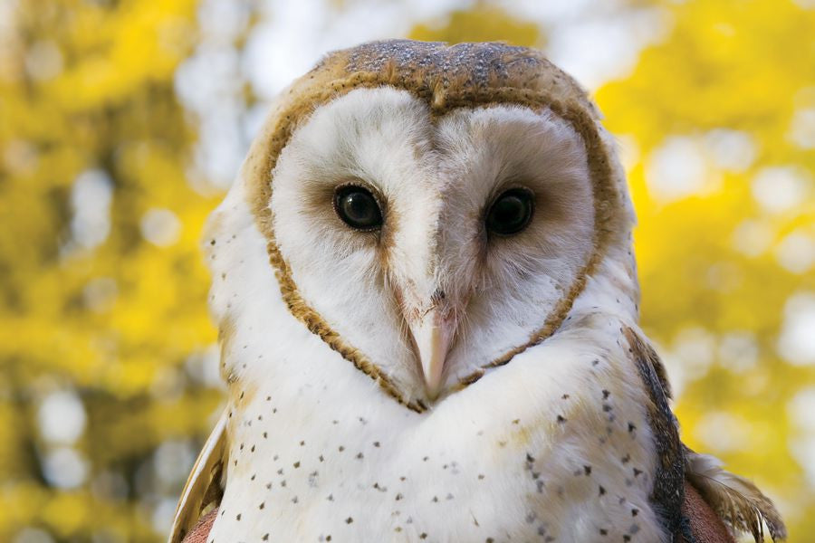 barn owl looking into the camera