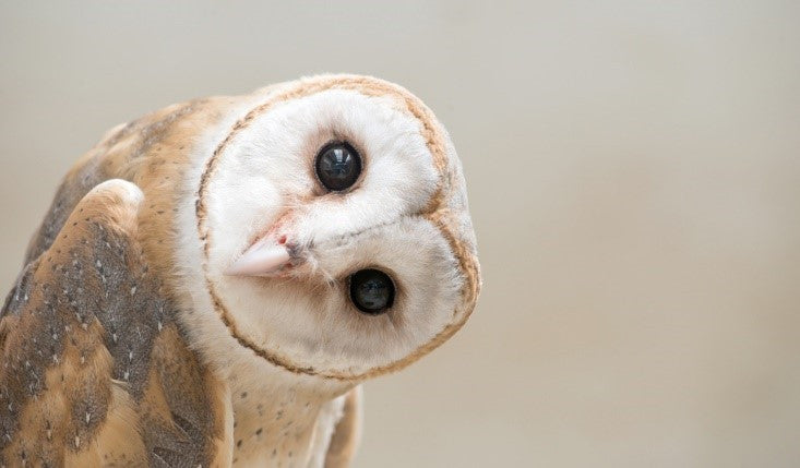 Owls Symbolism: Wisdom and Terror