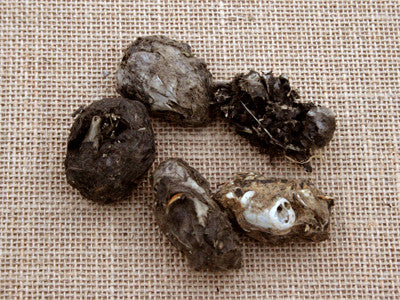 Specialty Owl Pellets