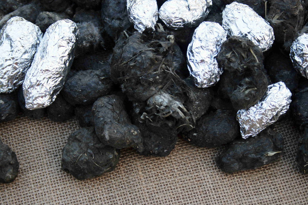 Barn Owl Pellets