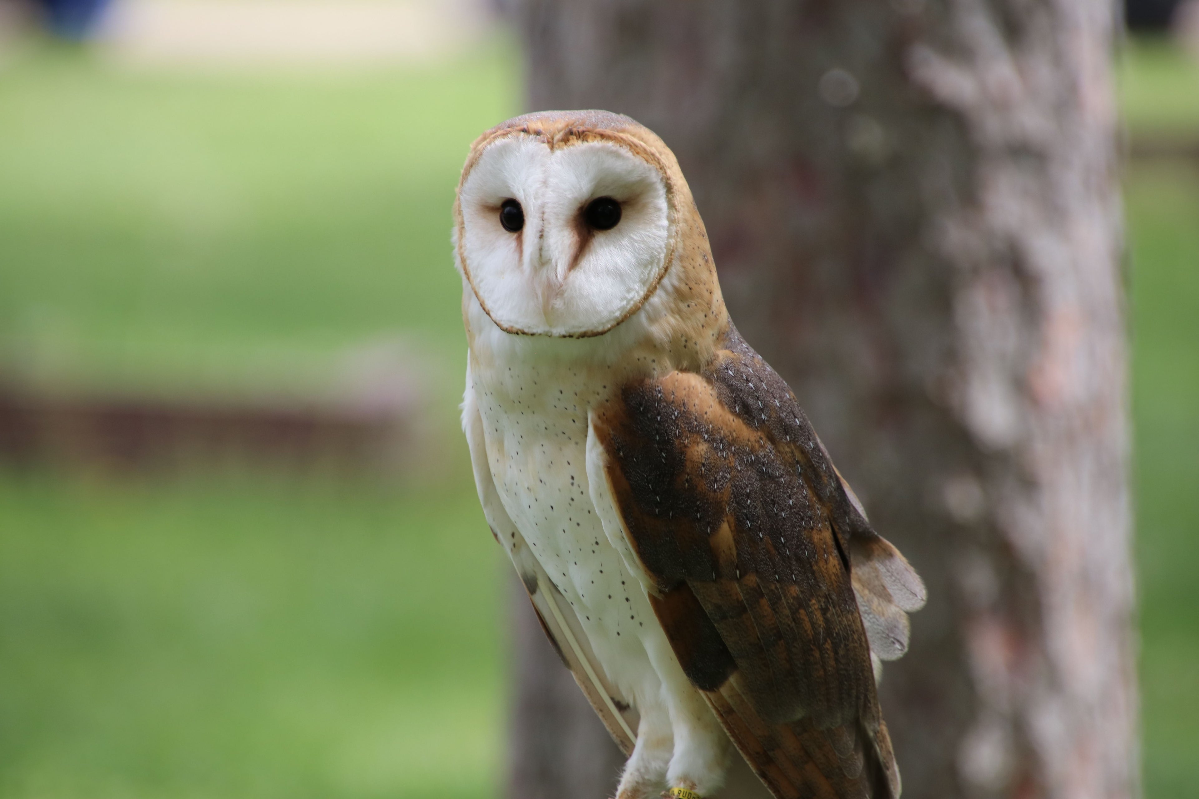 Barn owl perched on a tree trunk with a blurred green background