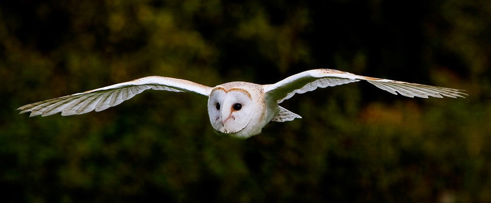 Barn owl flying with wings fully extended against a softly blurred woodland background.
