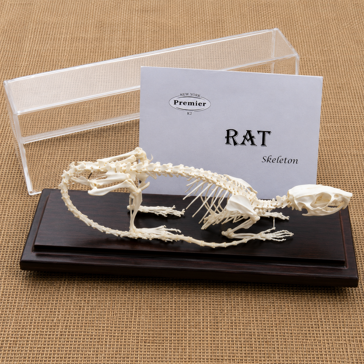 Rat skeleton model on a black base with a clear acrylic cover and card labeled 'Rat Skeleton' on a textured brown background.