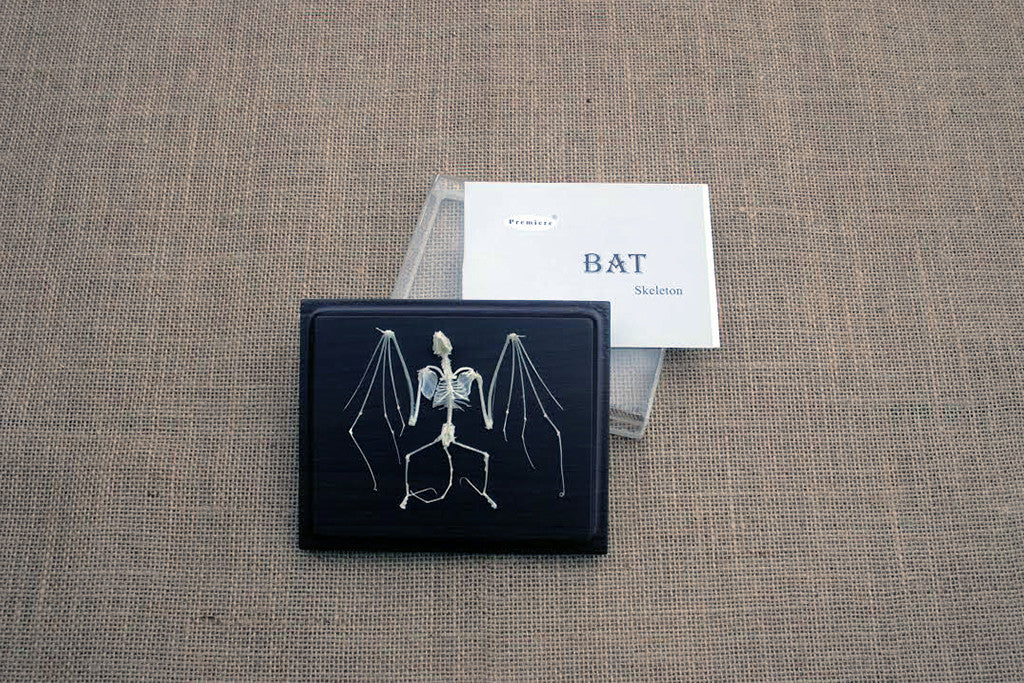 A real bat skeleton mounted on a wooden base with a removable clear acrylic cover, displayed next to a card labeled 'BAT'