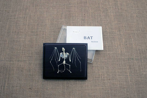 BSK - Real Bat Skeleton