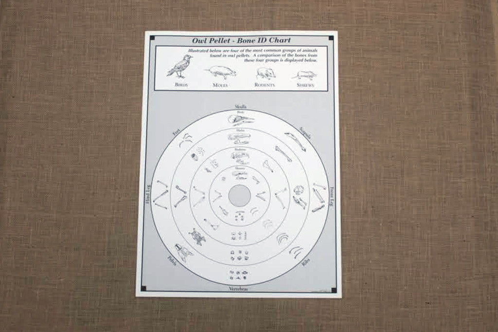 poster titled "Owl Pellet - Bone ID Chart" showing different prey animals and ways to identify their skeletons