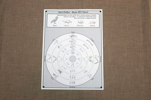 poster titled "Owl Pellet - Bone ID Chart" showing different prey animals and ways to identify their skeletons