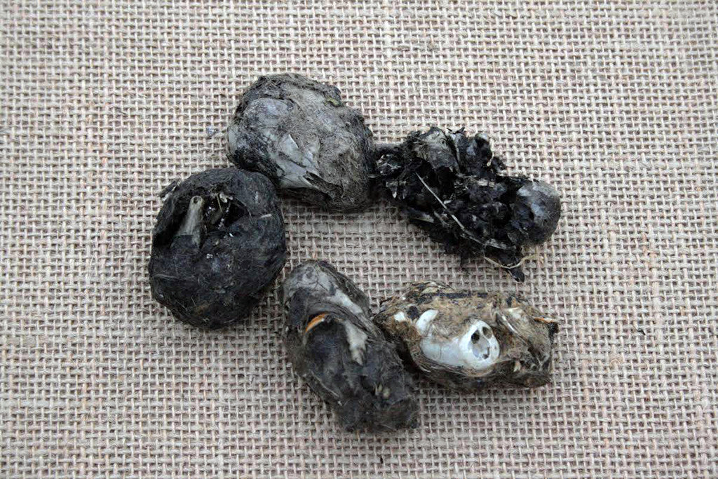 A collection of owl pellets with varying degrees of intact bird remains on a burlap background.