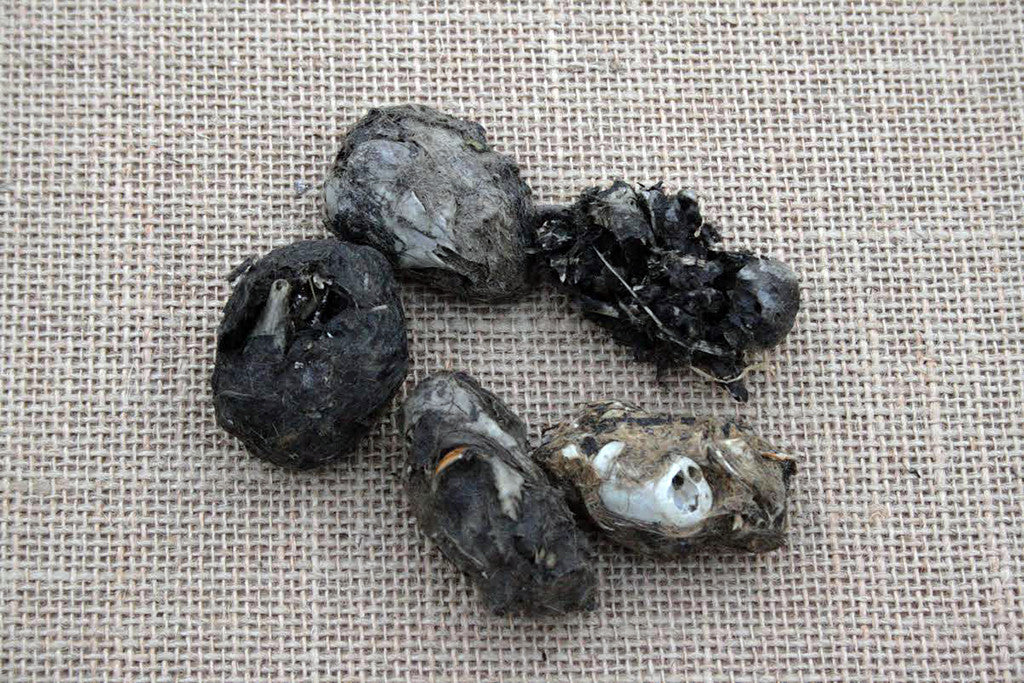 TOP - Owl Pellet with  Rabbit Remains