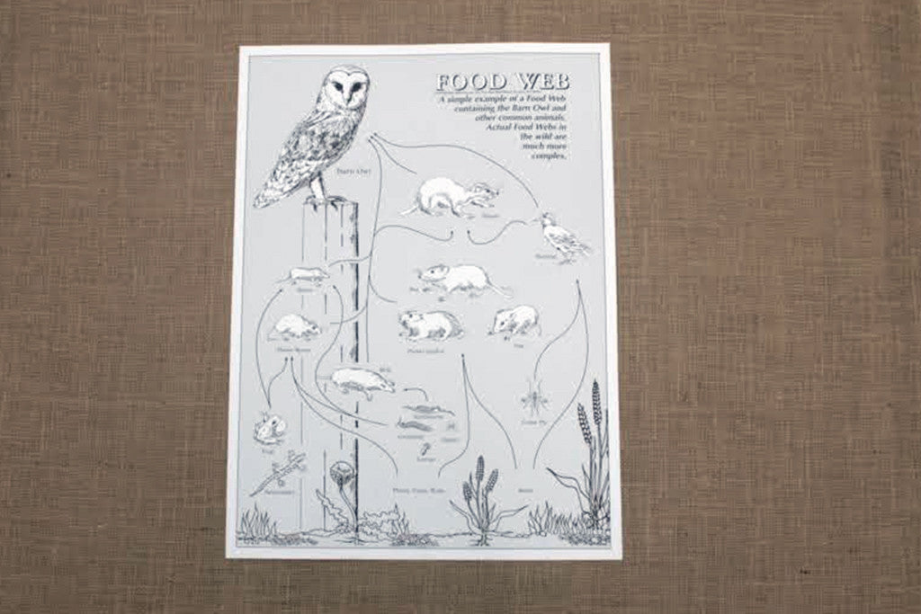 An educational poster depicting a food web with a central barn owl, illustrating the dietary relationships of various organisms.