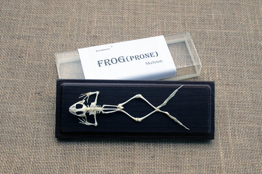 skeleton of a frog displayed with a clear acrylic cover and label which says "FROG (PRONE) skeleton"