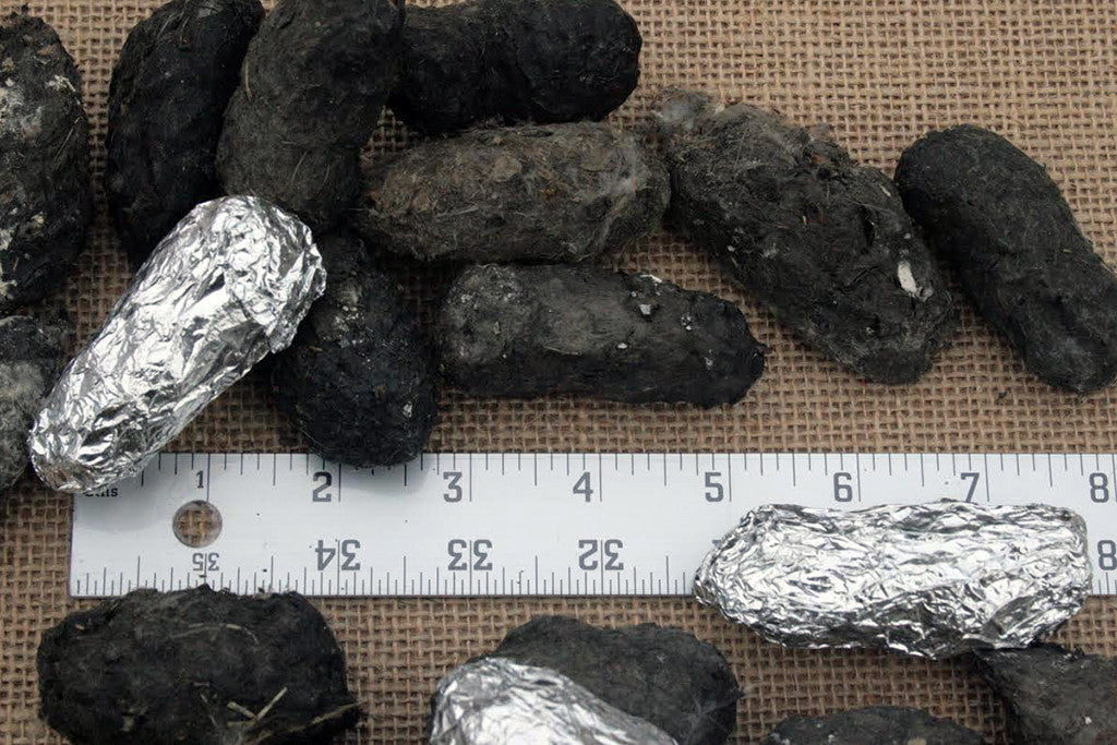 A collection of large, black owl pellets next to a ruler measuring up to 35 cm, indicating the size of the pellets.
