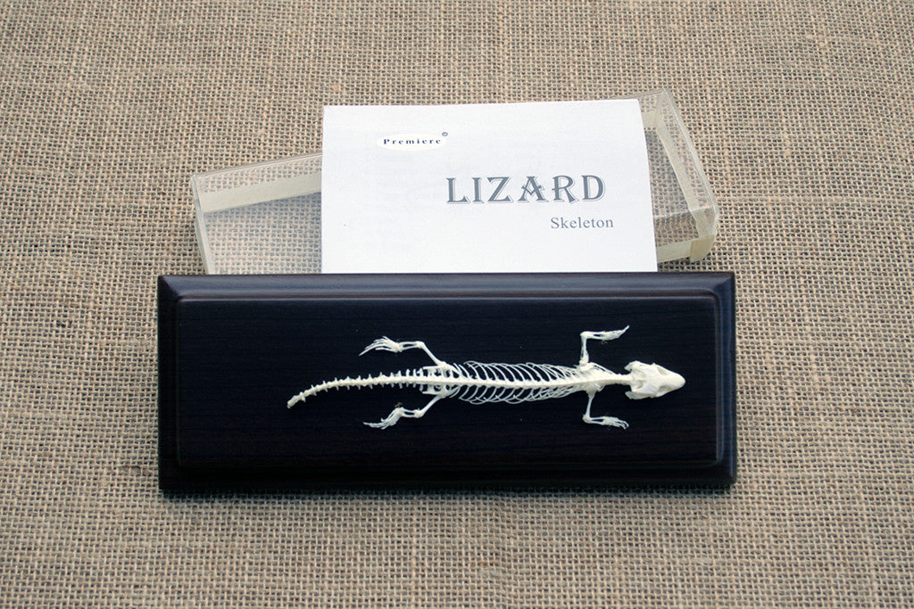 LZS - Lizard Skeleton