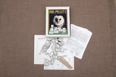 Forensic Investigation Students Examine Owl Pellets - Keiser
