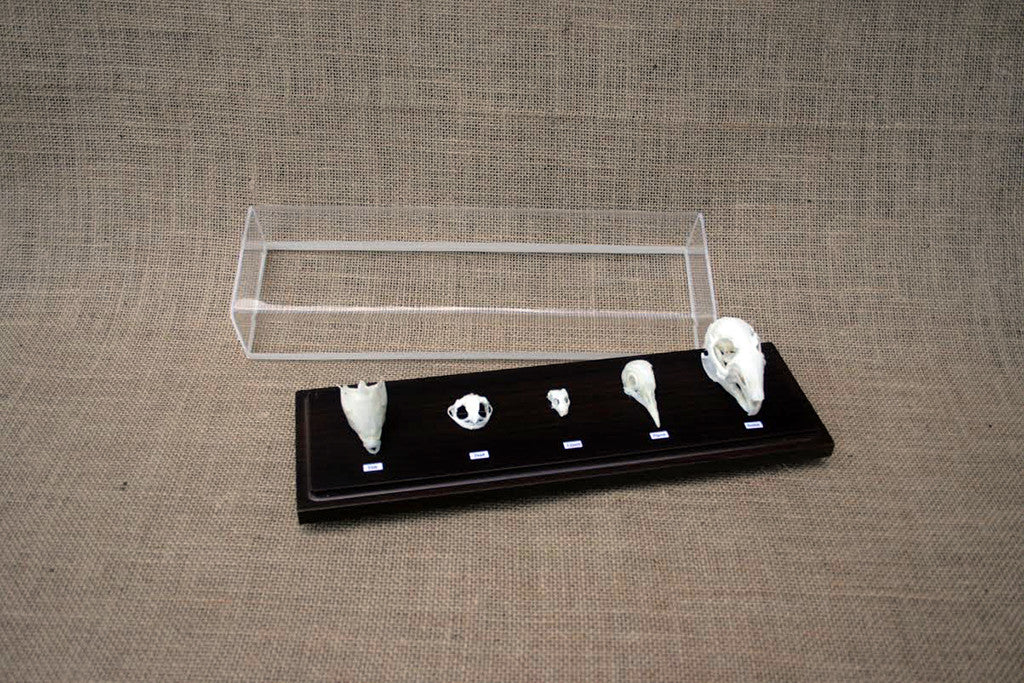 A set of animal skulls mounted on a wooden base, with a clear acrylic cover over each skull. The skulls represent different classes of vertebrates: mammal, bird, reptile, amphibian, and fish.