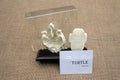 A turtle skeleton mounted on a wooden base with a clear acrylic cover, positioned in front of an informational card labeled 'Turtle Skeleton'.