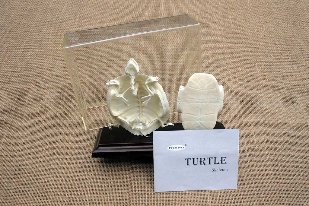 A turtle skeleton mounted on a wooden base with a clear acrylic cover, positioned in front of an informational card labeled 'Turtle Skeleton'.