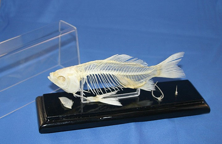 A real fish skeleton mounted on a black base with a clear acrylic cover, intended for educational or display purposes.