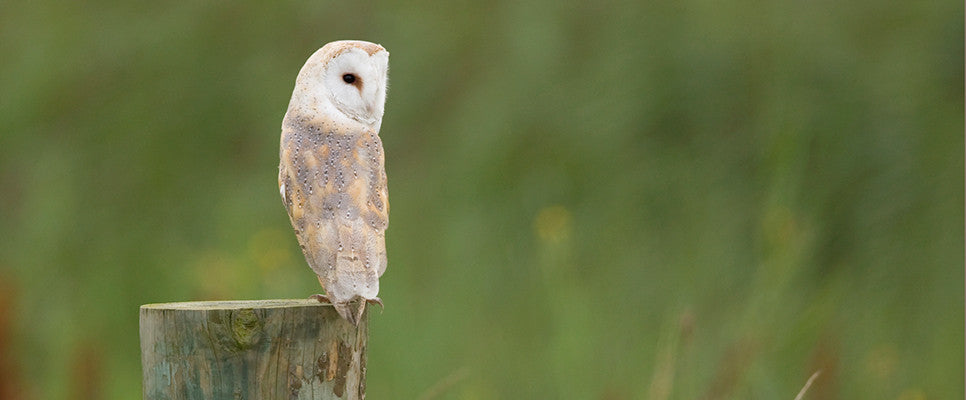Barn Owl on Stump